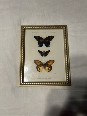 Gold Framed Butterfly Wall Art - Botanical Print